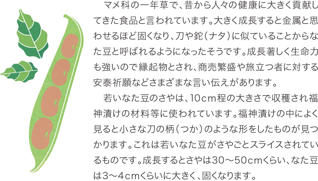 　マメ科の一年草で、昔から人々の健康に大きく貢献してきた食品と言われています。大きく成長すると金属と思わせるほど固くなり、刀や鉈（ナタ）に似ていることからなた豆と呼ばれるようになったそうです。成長著しく生命力も強いので縁起物とされ、商売繁盛や旅立つ者に対する安泰祈願などさまざまな言い伝えがあります。 　若いなた豆のさやは、10ｃｍ程の大きさで収穫され福神漬けの材料等に使われています。福神漬けの中によく見ると小さな刀の柄（つか）のような形をしたものが見つかります。これは若いなた豆がさやごとスライスされているものです。成長するとさやは30～50ｃｍくらい、なた豆は3～4ｃｍくらいに大きく、固くなります。